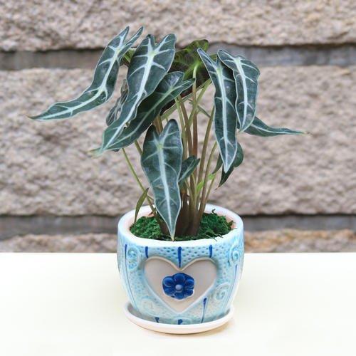 黑叶芋叶形奇特纹脉美观盆栽要如何管理呢