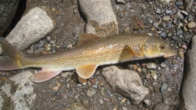 有一种生活在高原地区的冷水鱼,可能以后再也见不到它们的身影了