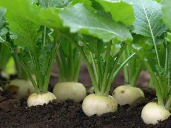 但依旧有许多人会将它错认为是"白萝卜",它的食用价值也很高,其实植株