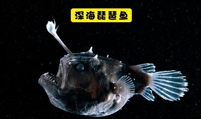 长鳍鱼也叫琵琶鱼,它生活在1000至3000米的海洋深处.
