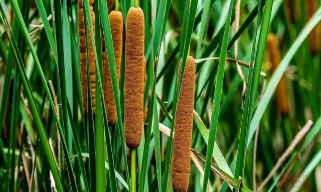 蒲儿菜水中嫩笋又被称作抗金菜