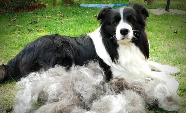 边境牧羊犬,掉毛的原因有哪些?护理应注意哪些事项?