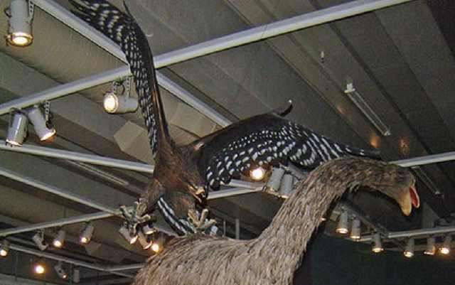 哈斯特|新西兰|恐鸟_新浪新闻