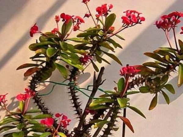 这4花卉,个个有毒,千万不要放在家里养|有毒|花卉|虎刺梅_新浪新闻