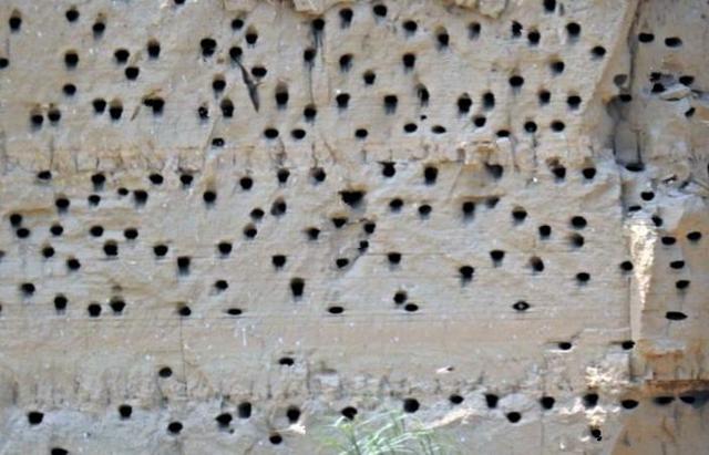 土崖上出现密密麻麻的洞居民声称里面的是国家宝物