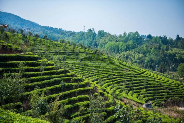 腾冲蒲川:把春天揉进茶里,把思念揉进心里|茶山|民国|腾冲_新浪新闻
