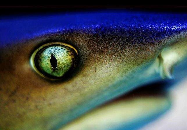 此外,鲨鱼的眼睛与猫的眼睛相似,可以发出光亮,这是因为在其视网膜后