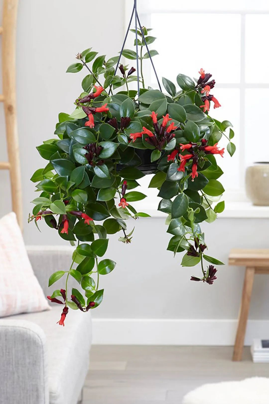 在室内半阴处容易开花的11种盆栽开花植物,家里可多种几种