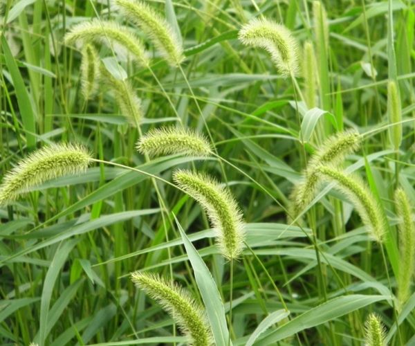 农村常见的狗尾巴草还有这么多药用价值尤其针对滑膜炎