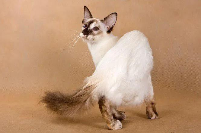 暹罗猫的长毛猫种:巴厘猫,性格聪明粘人,外表比暹罗猫更优雅