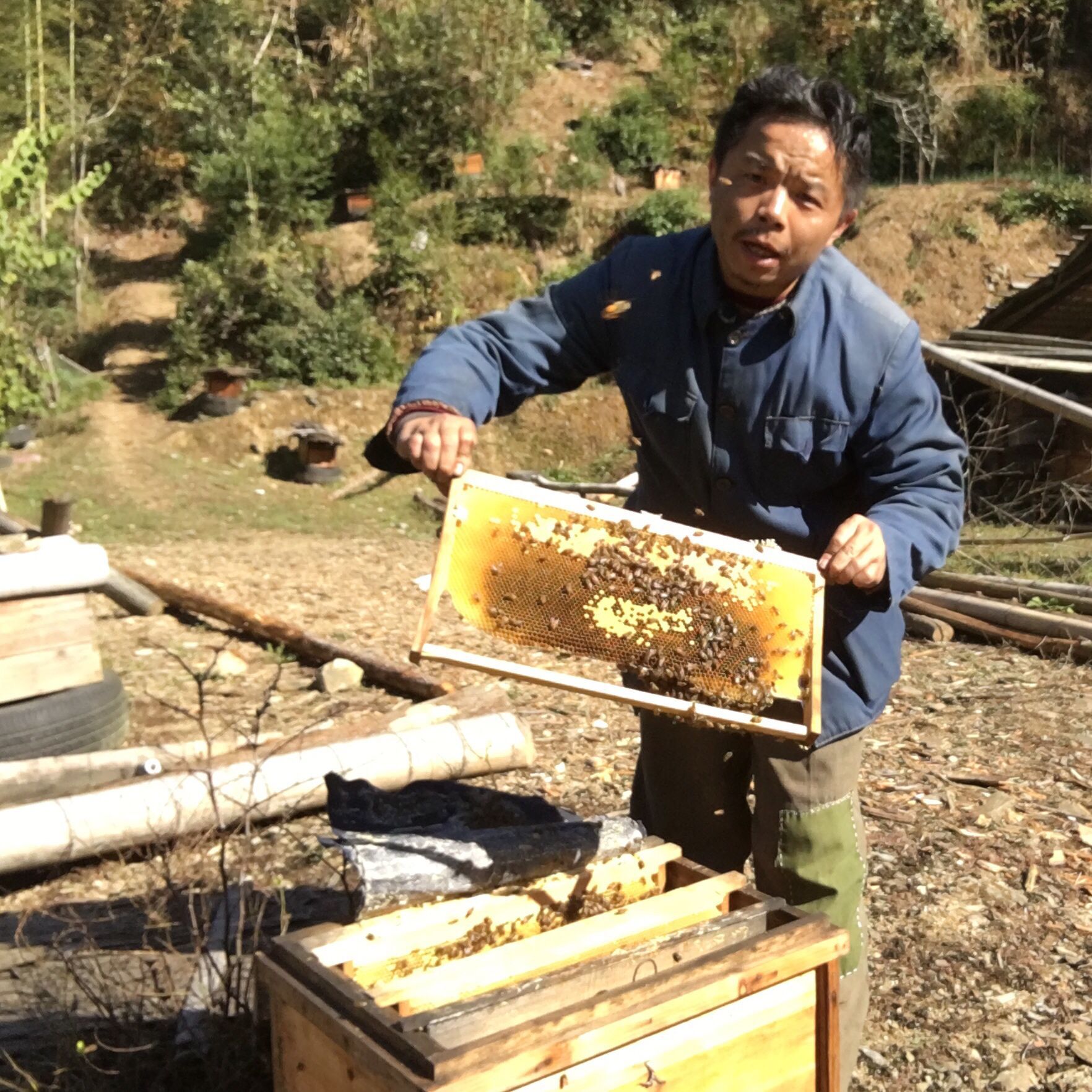 (神经哥养蜂人-阿亮)深山天然土野山花蜂蜜百花蜂蜜500克￥59.