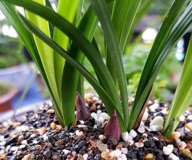 兰花为什么不开花(养的兰花为什么不开花)