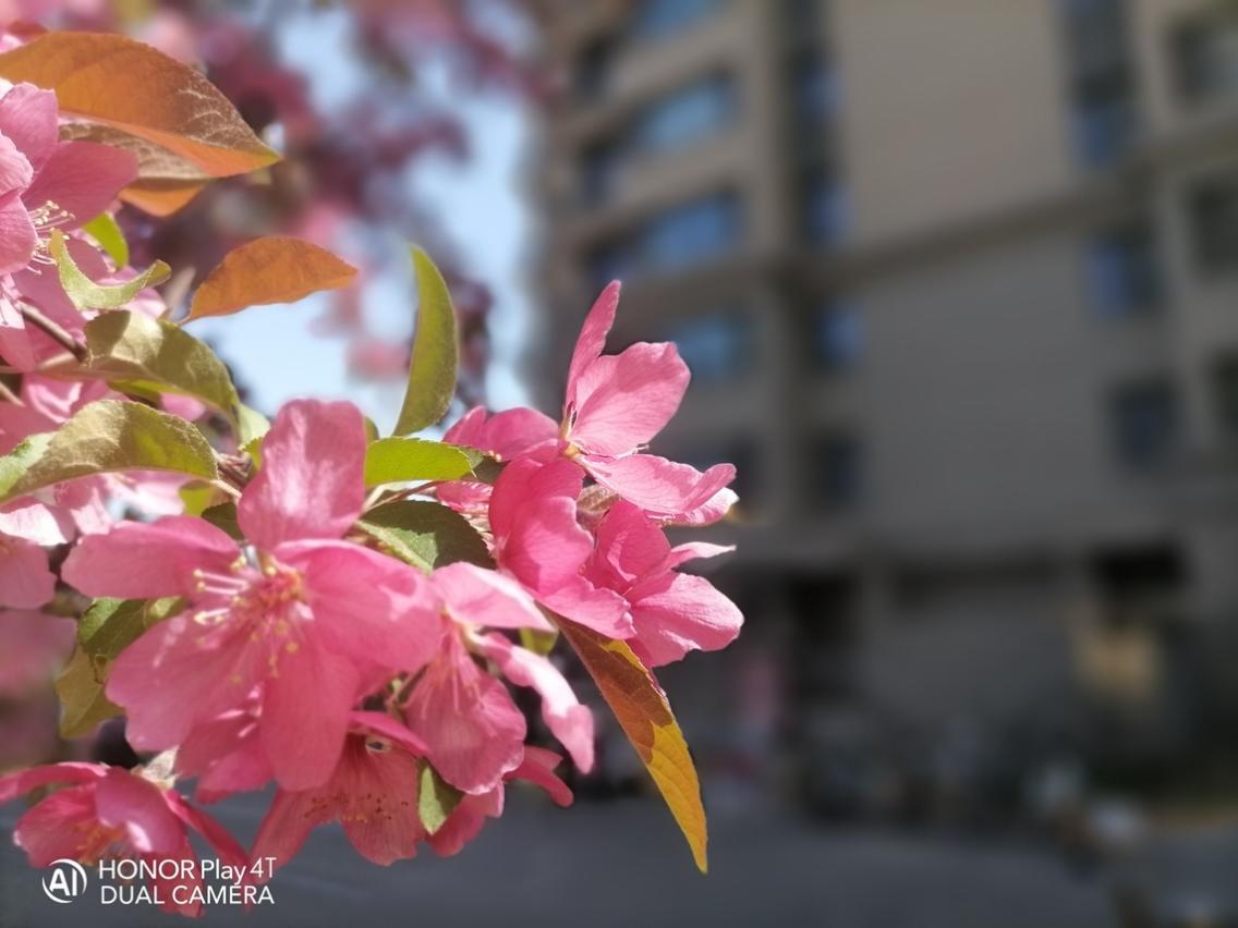 荣耀Play4T深度体验：价格与体验的最优解，荣耀做到了