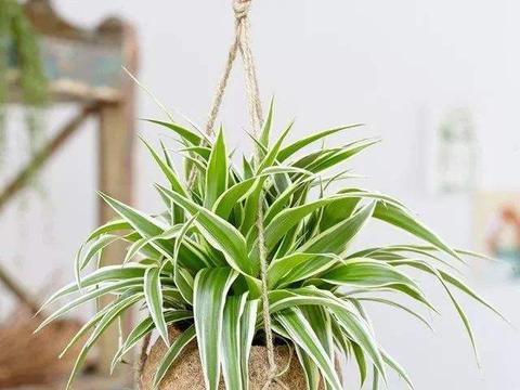 家里万万要摆放这5种植物 招好运又旺财 难怪身体越住越健康 家里万万要摆放这5种植物 招好运又旺财 难怪身体越住越健康