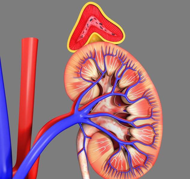 肾脏好的人可以顺利完成7个测试达标越多肾越好不妨自测