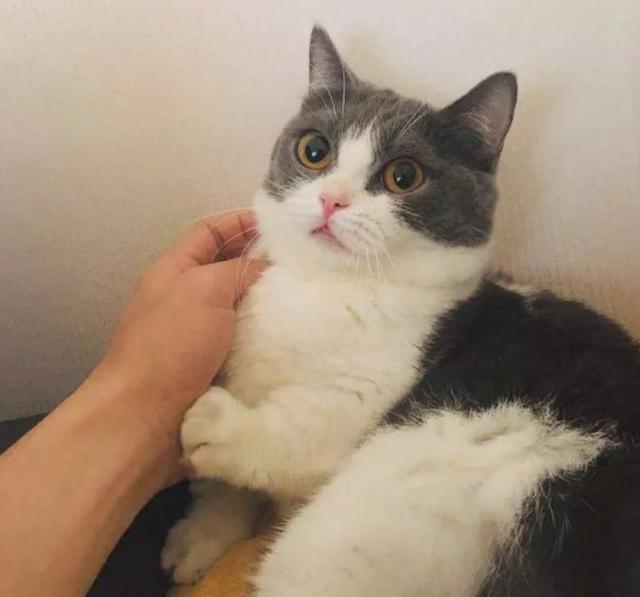 肖战的猫叫坚果易烊千玺的猫叫二十王一博就厉害了