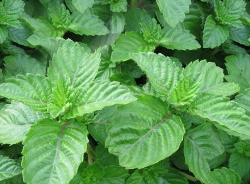 仙草",其实它在夏天用来做凉粉正合适,如今在城里一斤10元,野生的已经