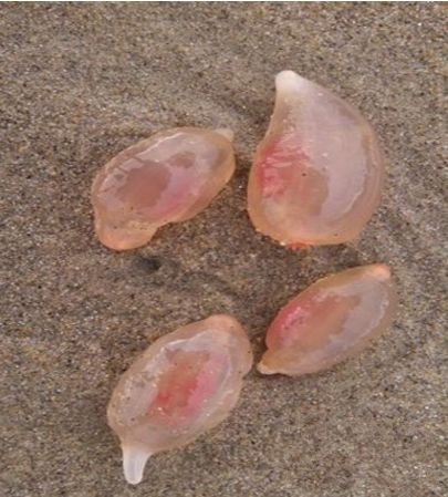 男子海边游玩发现神秘怪蛋,会在沙滩上画神秘符号,疑似外星生物|海鞘