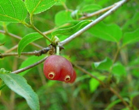 山里生长的心形樱桃果汁还能美容美发现在被大面积种植
