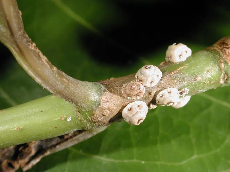 預防植物感染蟲害要掌握幾個技巧,否則容易感染這8種常見害蟲