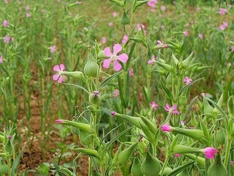 人称"米瓦罐",开花就成害草,如今很多人去摘,城里当上等野菜