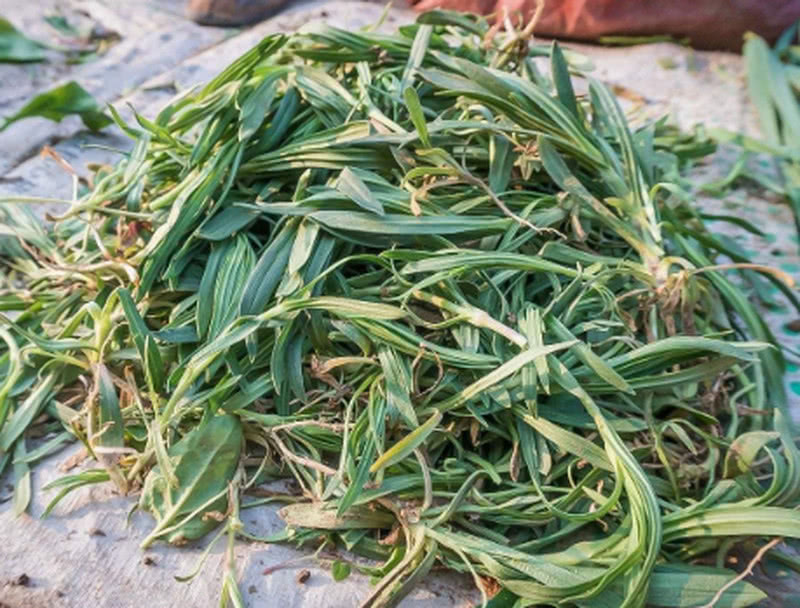 人称"米瓦罐",开花就成害草,如今很多人去摘,城里当上等野菜