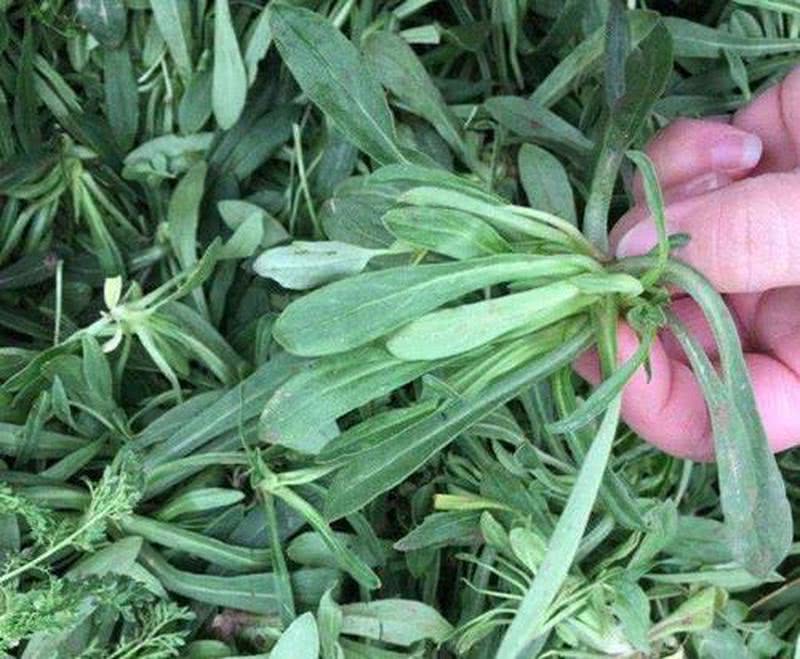 人称"米瓦罐",开花就成害草,如今很多人去摘,城里当上等野菜