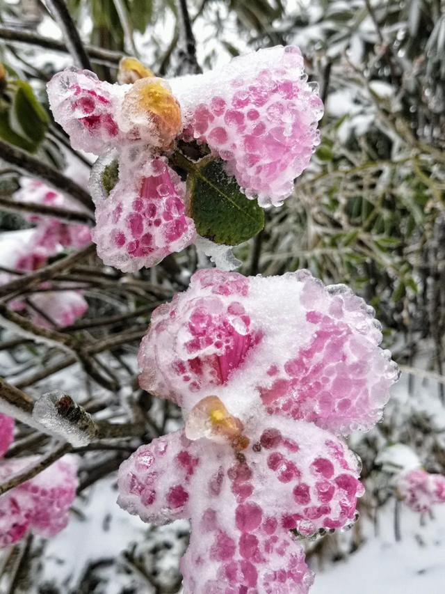 如果你没有见过雪中的峨眉如果你还没偶遇过杜鹃花开如果你还没感受过