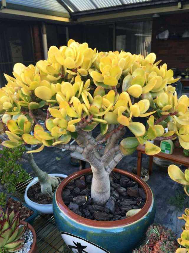 玉树是多肉植物的一种,养护玉树要注意什么?