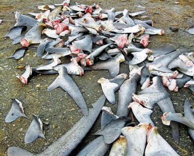 鲨鱼养殖产业图片