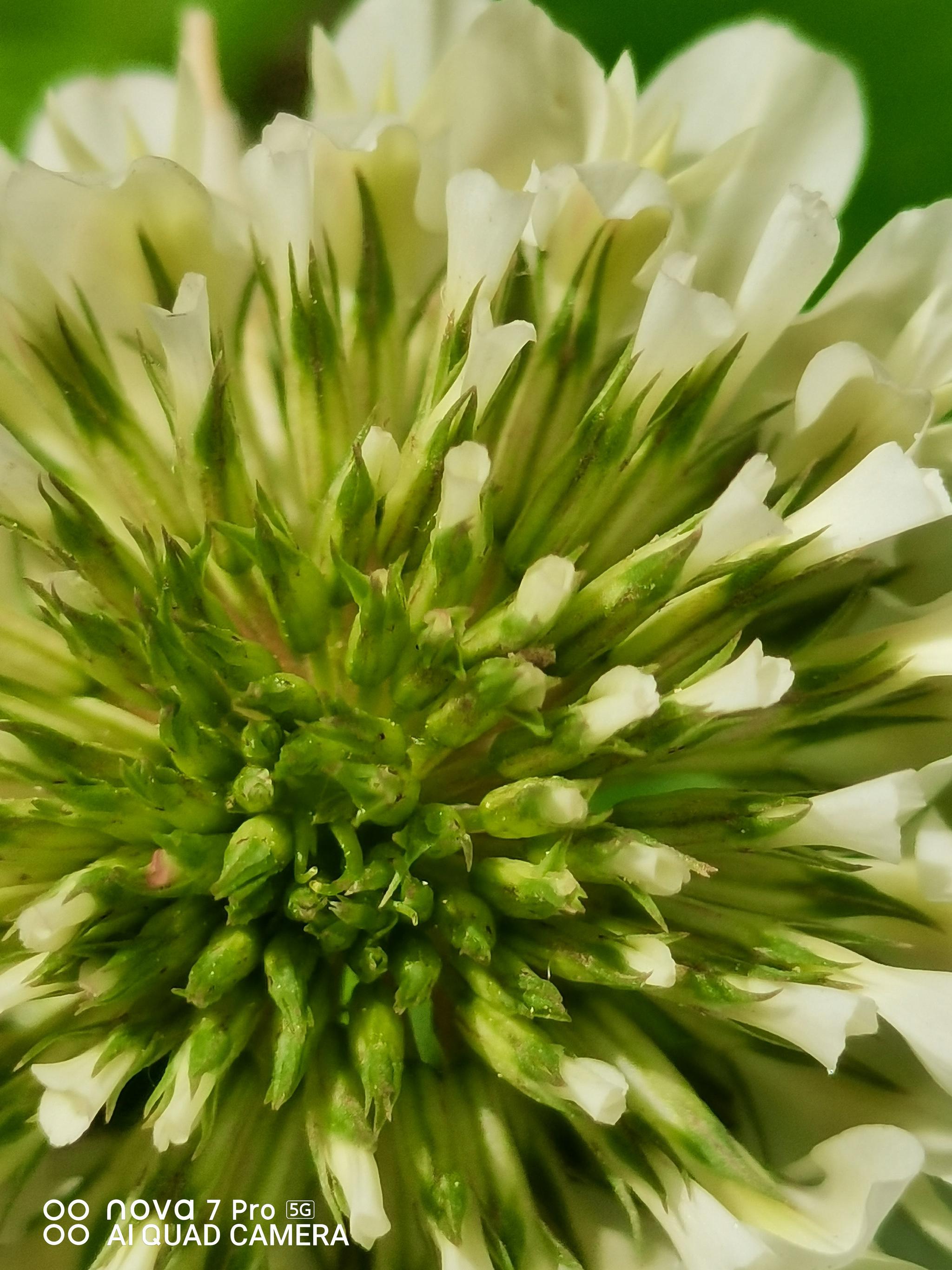 贝加尔湖畔的纯净也不错如此！华为nova7 Pro让时刻享受那份美！