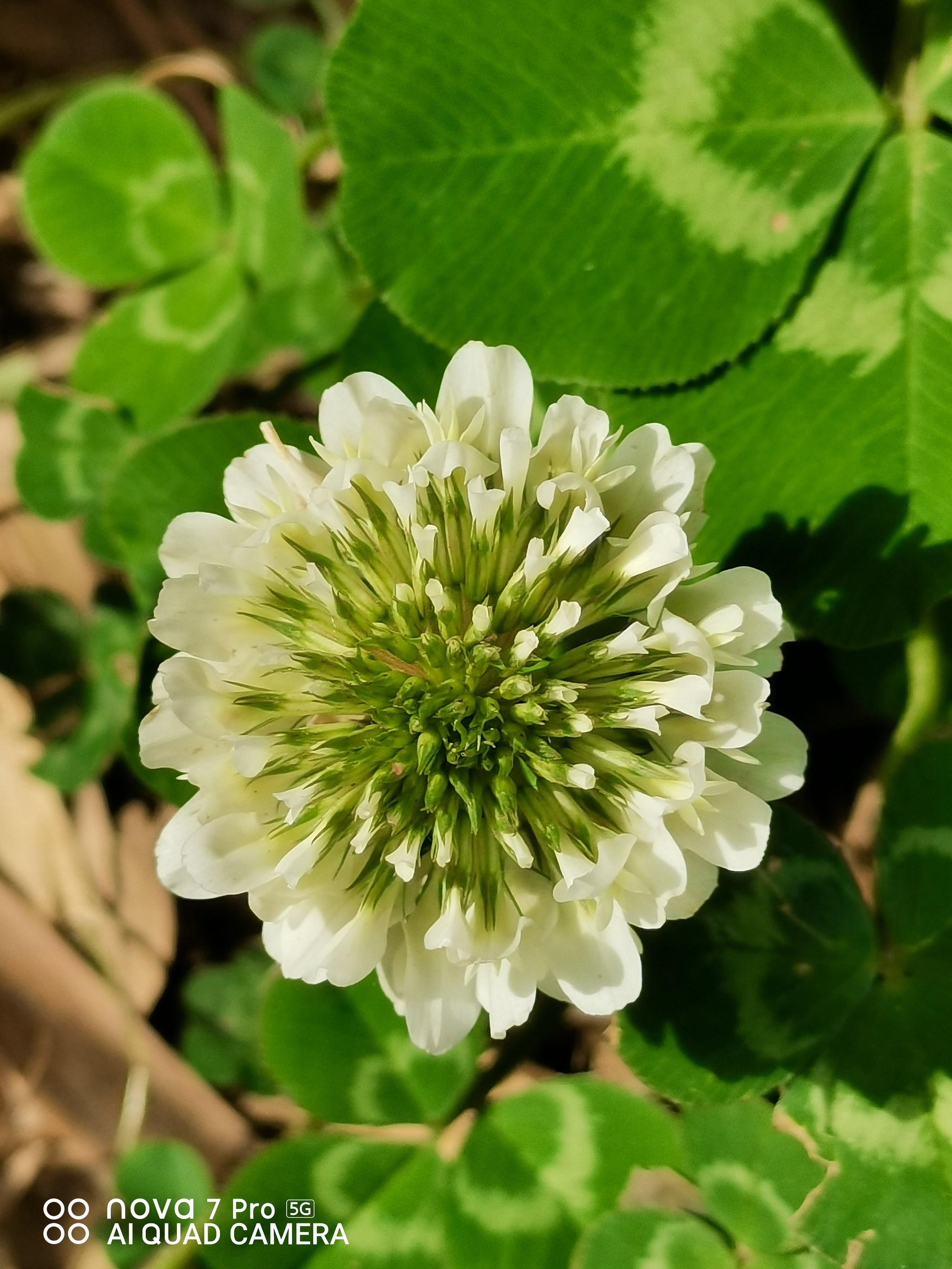 贝加尔湖畔的纯净也不错如此！华为nova7 Pro让时刻享受那份美！