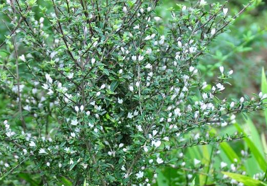 农村人称白马骨的野草全身是宝对风湿有良效被广泛种植