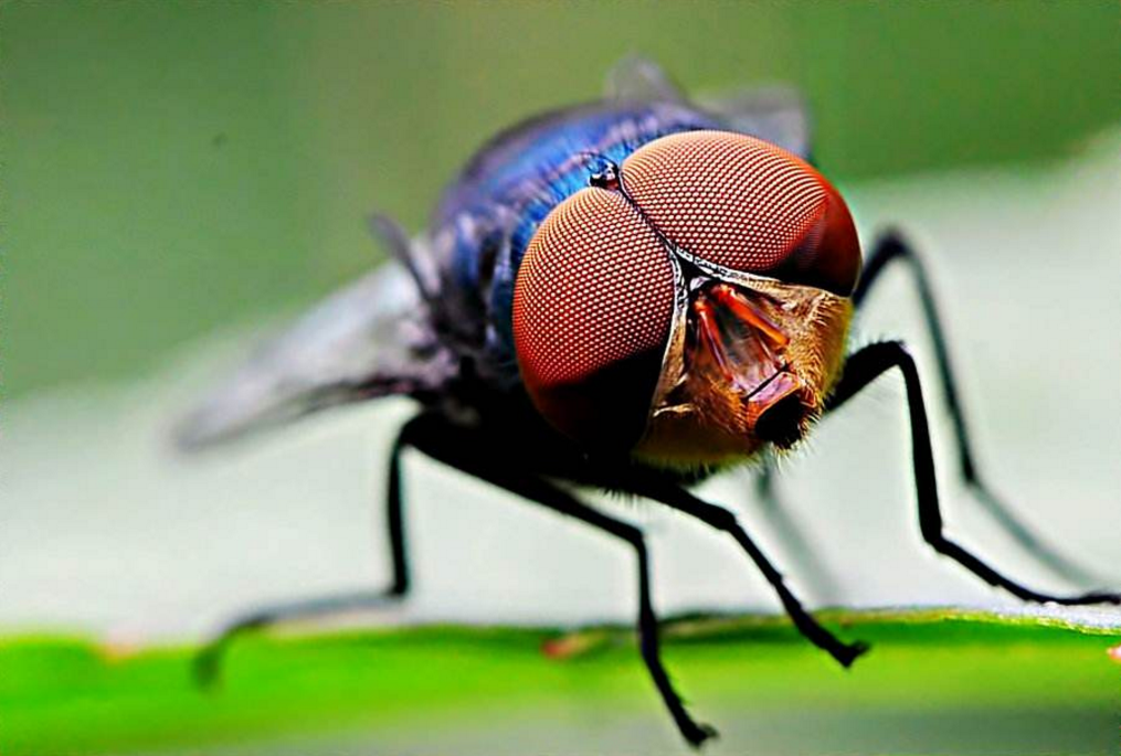 吃面条时突然发现绿虫怎么回事