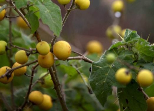 农民大面积种植的"小番茄",植株上长满了刺,其实对牙痛有良效