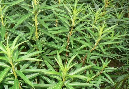 农村里有名的"养肝草",过去是牲畜的饲料,才知道价值很珍贵