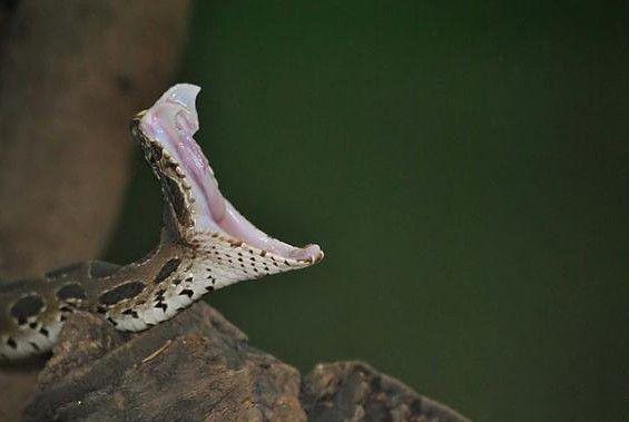 地球上12大毒性最强毒蛇,第3像恶魔一样,第4毒液能治老年痴呆