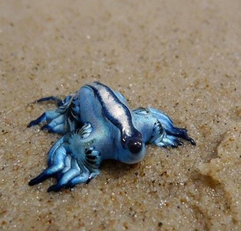 游客在沙滩上找到个蓝色的"多手怪",引得众人纷纷围观