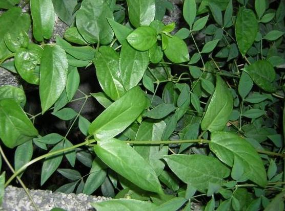 农民种植的鸡屎草在山林里很常见用来炖汤能够治腹痛