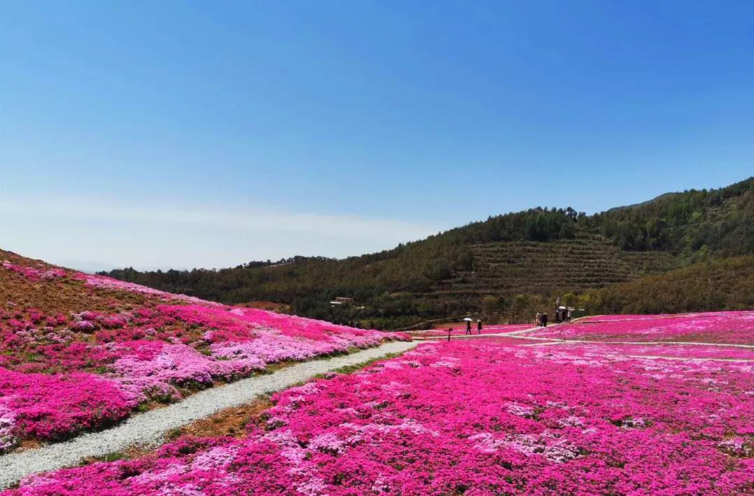 千亩芝樱花海激情绽放醉游人