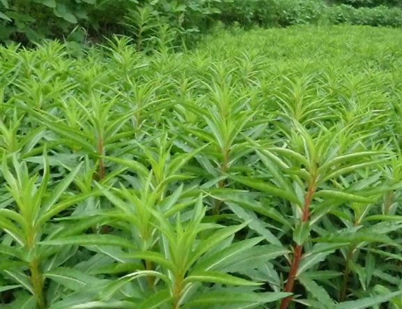 农村里有名的"养肝草",过去是牲畜的饲料,才知道价值很珍贵