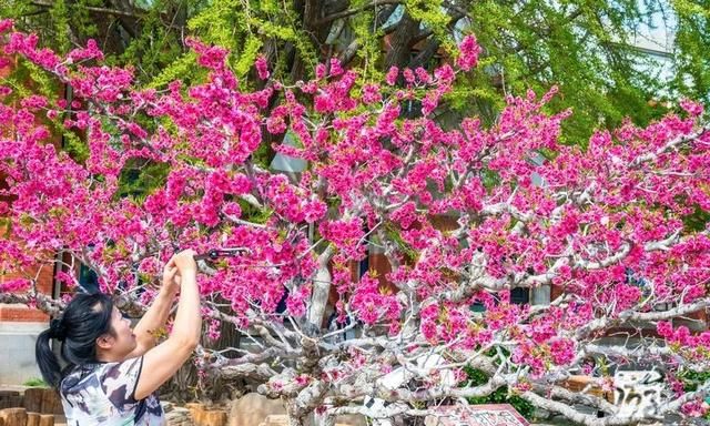 辽宁赏花游丨大连：面朝大海，春暖花开