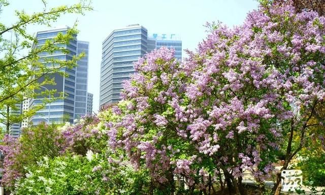 辽宁赏花游丨大连：面朝大海，春暖花开