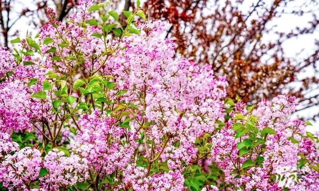 辽宁赏花游丨大连：面朝大海，春暖花开