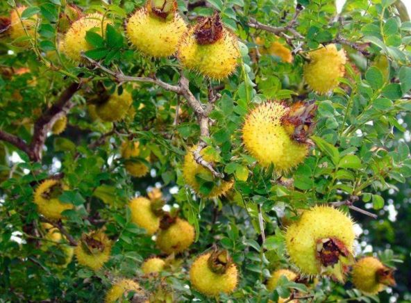 农民种植一"刺果子",过去是惹人嫌的灌木,现在城里一斤25元