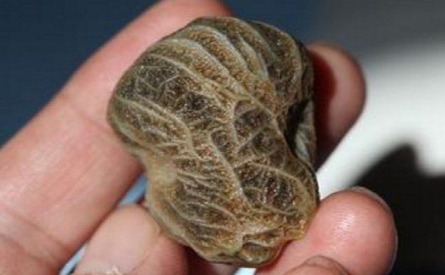 登山无意捡到一块普通的石头,却遭到大家哄抢,男子买房买车休闲区蓝鸢梦想 - Www.slyday.coM 登山无意捡到一块普通的石头,却遭到大家哄抢,男子买房买车休闲区蓝鸢梦想 - Www.slyday.coM