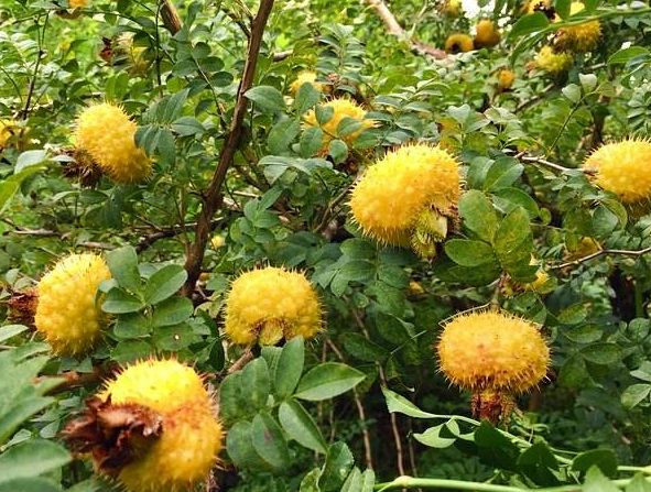 农民种植一"刺果子",过去是惹人嫌的灌木,现在城里一斤25元