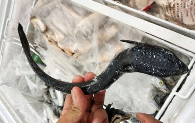 脑袋长了吸盘的鱼,宁愿饿死也不愿"动弹"一下,鲨鱼也拿它没撤