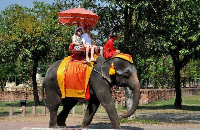 骑大象,到泰国必游项目之一!大象"背后"的眼泪