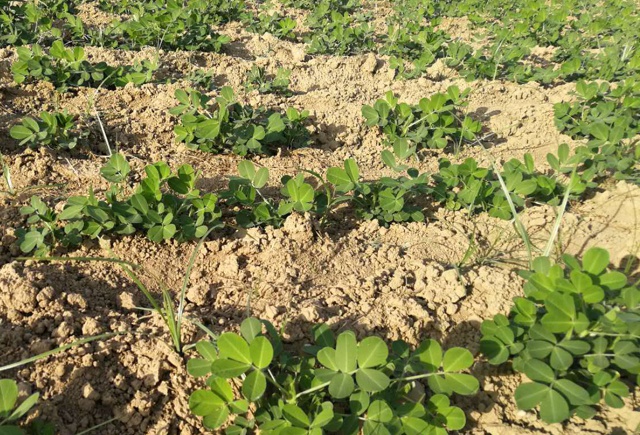 连续种了3年的花生地,想继续重茬种植,怎么样能降低减产幅度?